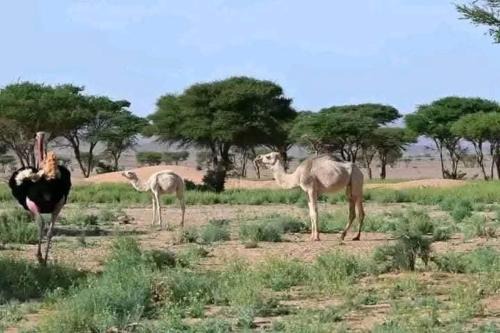 Excreción erg chegaga 2 jour départ zagora 4x4