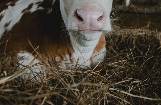 Fantastic apartment on the Kohler holiday farm