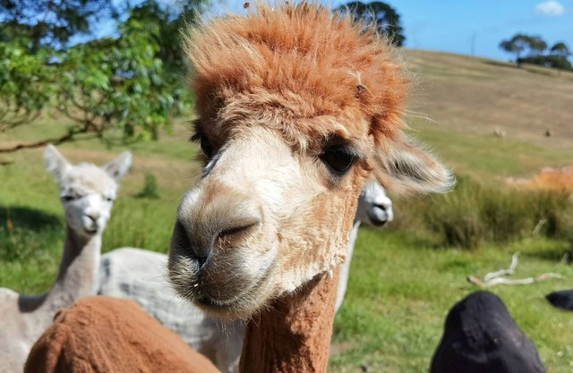 Farm Stay - Wild Country Retreat@Inman Valley