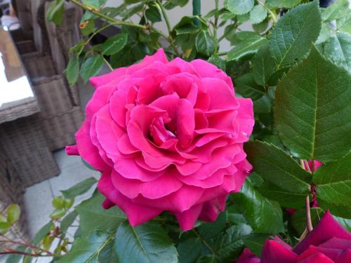 Ferienhaus Rose & Lavendel