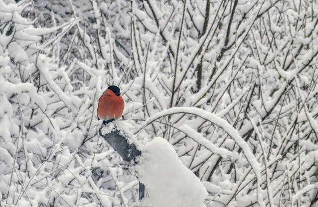Fewo-Seelenruhe cozy apartment with a view of the Rursee