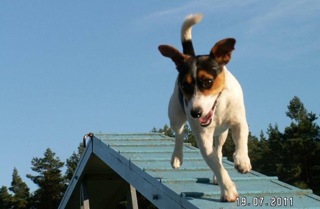 Forsthaus Metzelthin - Holiday with dog