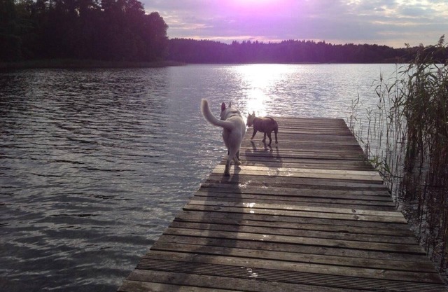 Forsthaus Metzelthin - vacation with your dog