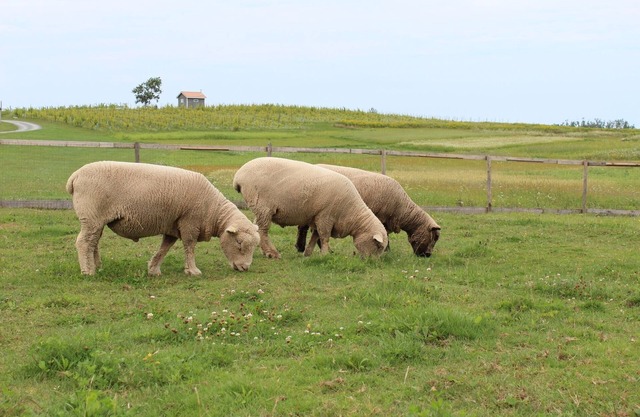 Fossil Farms - Stay, Relax and Dine with Us