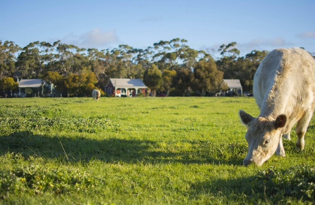 Freshwater Creek Cottages and Farm Stay