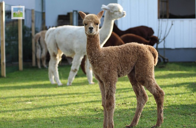 Gemütliche Ferienwohnung im Herzen der Eifel. Mit Anschluss an Eine Alpaka-farm!