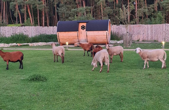 Glamping in a heated camping barrel at Leo's Farm