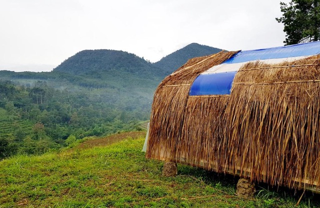 Glamping di Jungle, Ciwidey