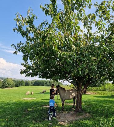 Gospodarstwo Pytlówka Sokalski Michał