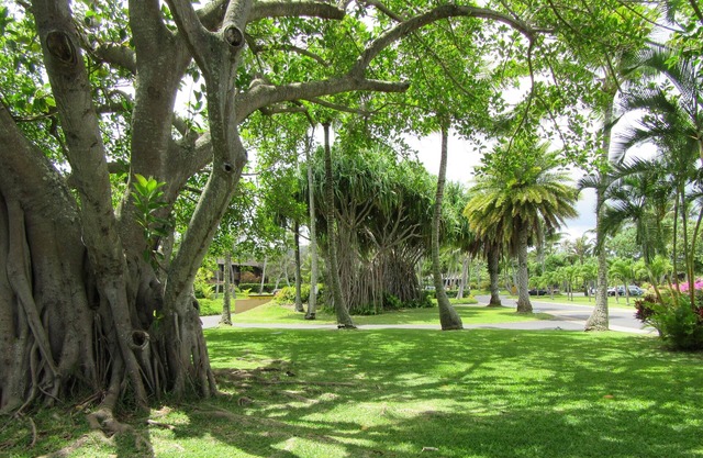 Great Rates! 1-bedroom condo, pools, walking distance to beautiful beaches.