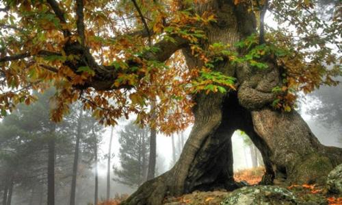 GREDOS RURALRUT cerca del CASTAÑAR de El Tiemblo, Reserva Natural VALLE DE IRUELAS, alojamiento acogedor con cabina hidromasaje, chimenea eléctrica, calefacción, wifi, cocina