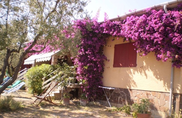 GREEN apartment immersed in the olive grove