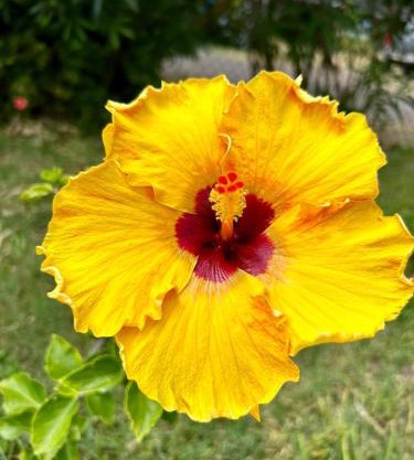 Hibiscus Hale - Perfect for 2!