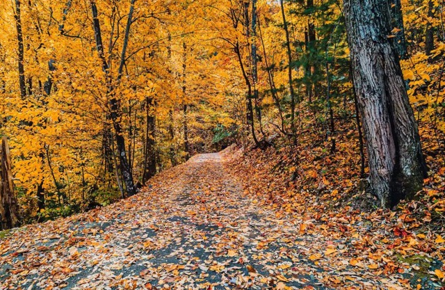 Hidden Gem, 1mi to GSMNP! King Bd+Loft, Fireplace, Treehouse Vibes & BEARS!