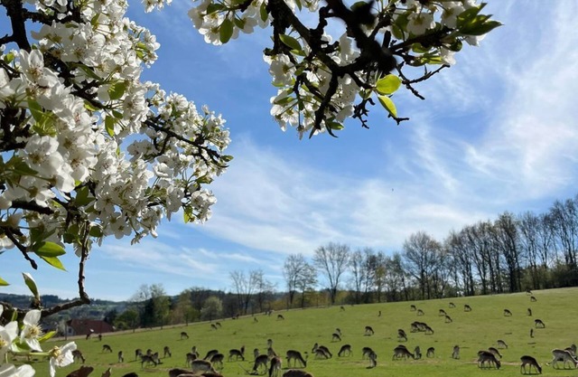 HirschRaum - apartment/apartment, bath, WC