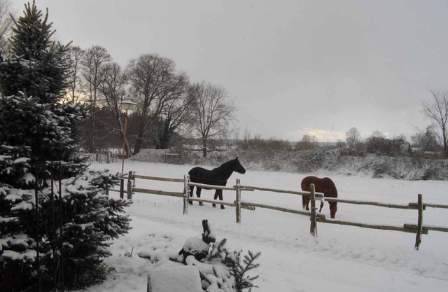 Holiday apartment on a horse farm
