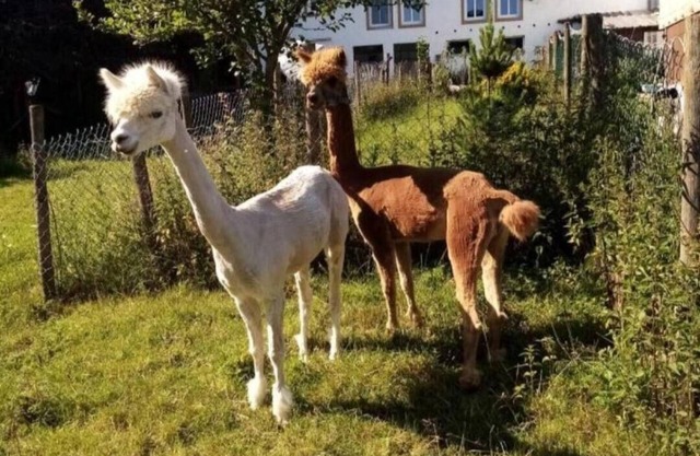 Holiday apartment Auw for 1 - 4 persons with 2 bedrooms - Holiday apartment