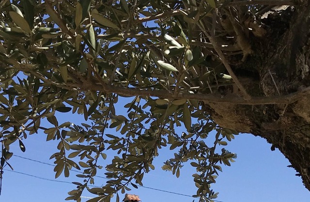 Homerez - Nice house for 8 ppl. with shared pool and garden at Alcaracejos