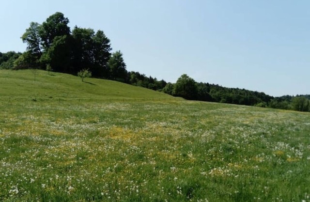 Horse farm in Eastern Styria