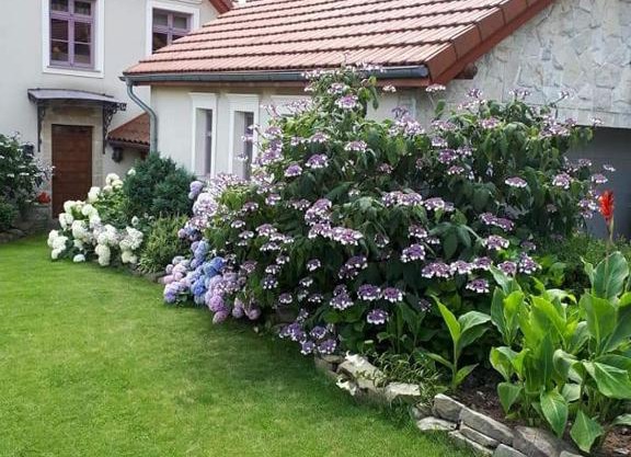 Hortensjowe Wzgórze