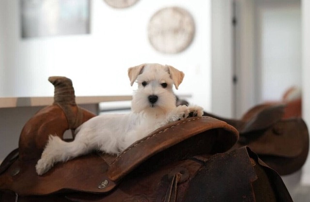 Jump Right IN! - Pool/Pets/Outdoors/Firepit/Holiday Decorations