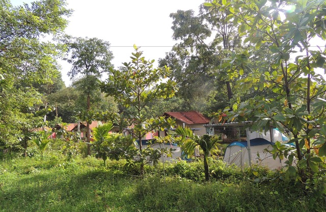 Jungle Nest Homestay