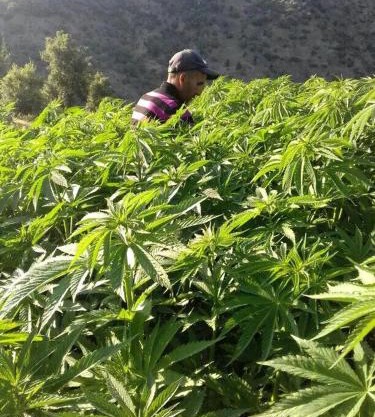 Ketama ketama issagen