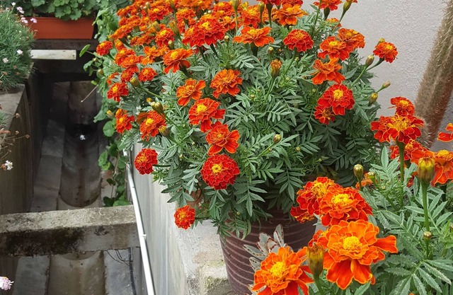 KPW at Royal Lily Apartment