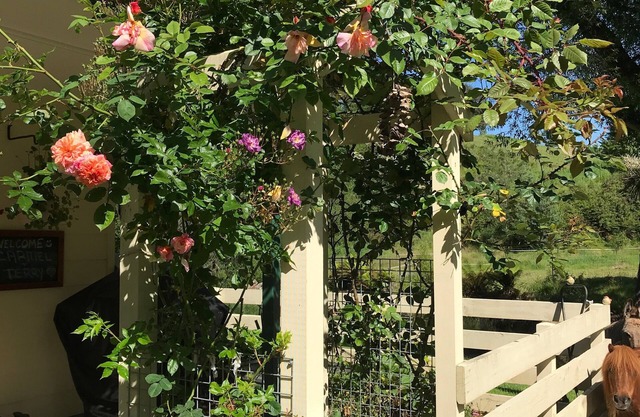 Kymmik Cottage - A slice of Tasmanian paradise