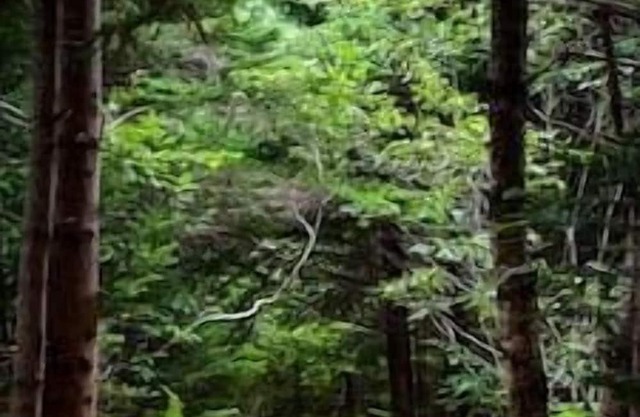 Ladysummer, a lovely off-grid yurt under the stars