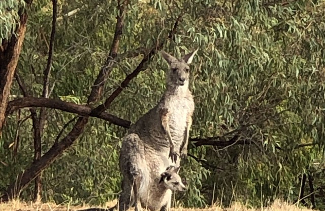 Last Stop Ambledown Brook Train 4786