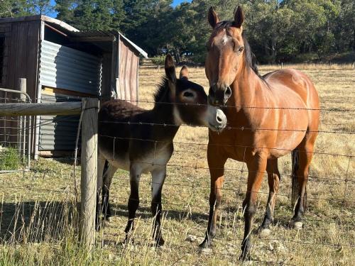 Little creek farm stay