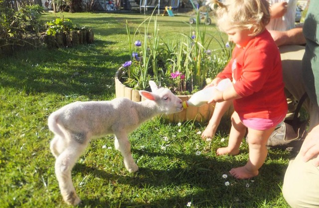 Little Paradise & Petting Farm