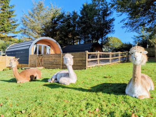 little peru luxury pods and alpaca farm