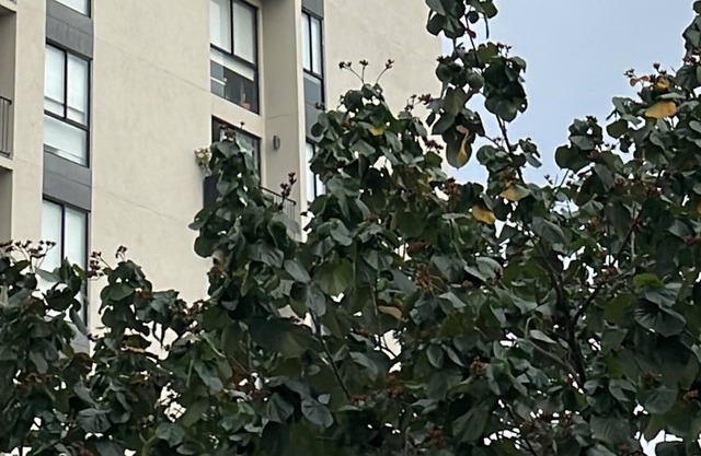 Luxury Modern Apartment Pool and Gym Very Centrally Located