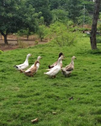 Mars Agro Farm - Shahapur