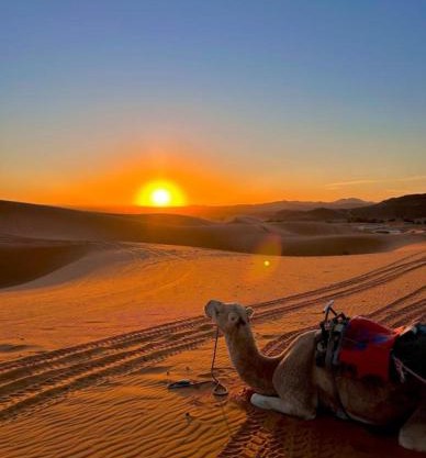 Merzouga Wildlife Desert Camp