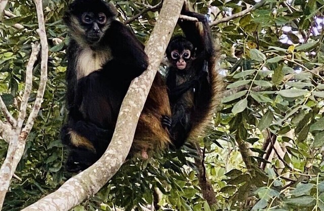 Mexican Hacienda - Hidden Gem in Jungle w/Waterfall Pool & 5 min. Xcaret Park