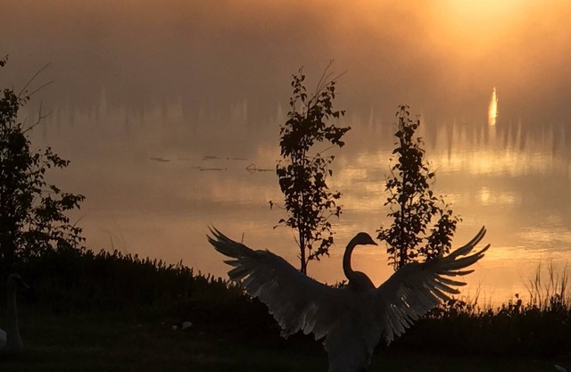 Misty Lake Carriage House