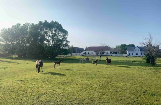 Nature escape at a modern house