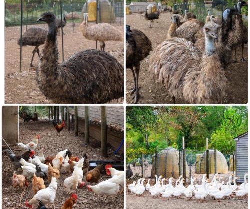 Nature Farm Stay , Lake , Fish , Animals ,Romance