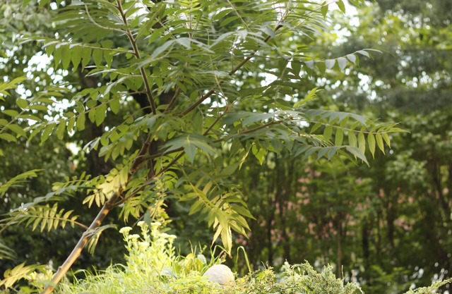 Nature vacation apartment Schöpstal upper floor