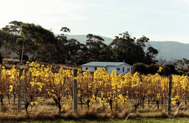 *New* Pip's Place at Lisdillon Vineyard