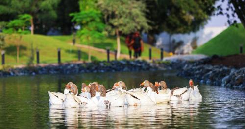 Nirvana Retreat By Patanjali Wellness Initiative