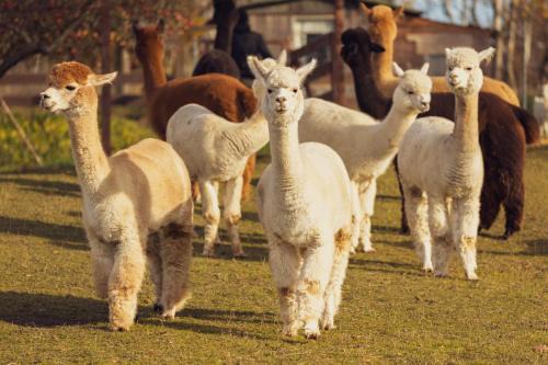 Oberlausitzer Alpakaland