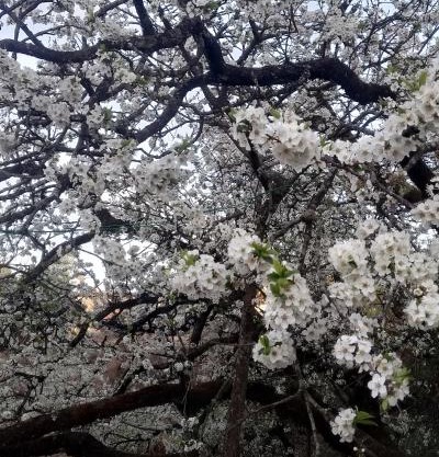 Onces Upon A Forest, Pangot,Nainital 4BR Homeyhuts