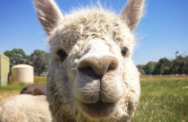 Organic Farm Stay with Free Feed the Animals Tour