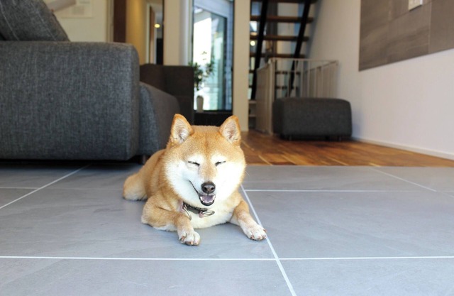 Petfriendly accommodation plan 3 pairs of prize/Izumo Shimane