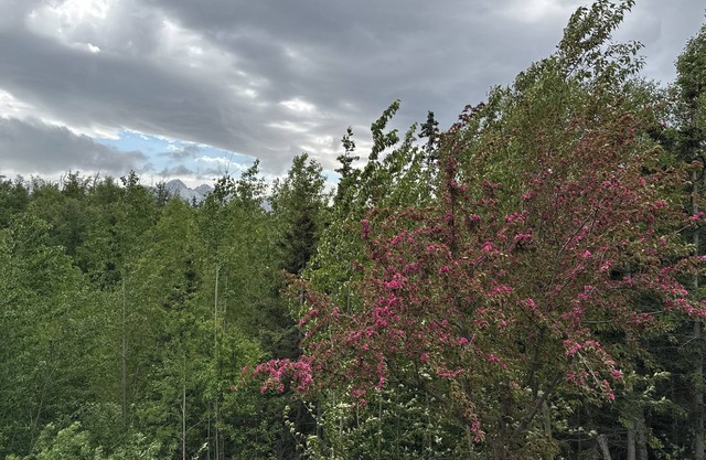 Potential wedding venue. 4-bedroom house. dog friendly. Extra travel trailers.