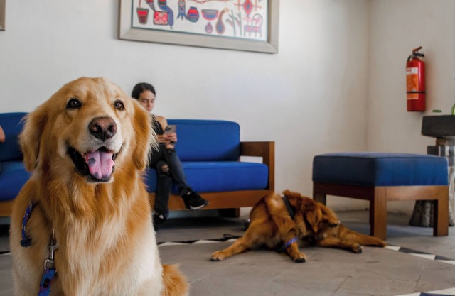 Puerto de Luna Pet Friendly & Family Suites Hotel